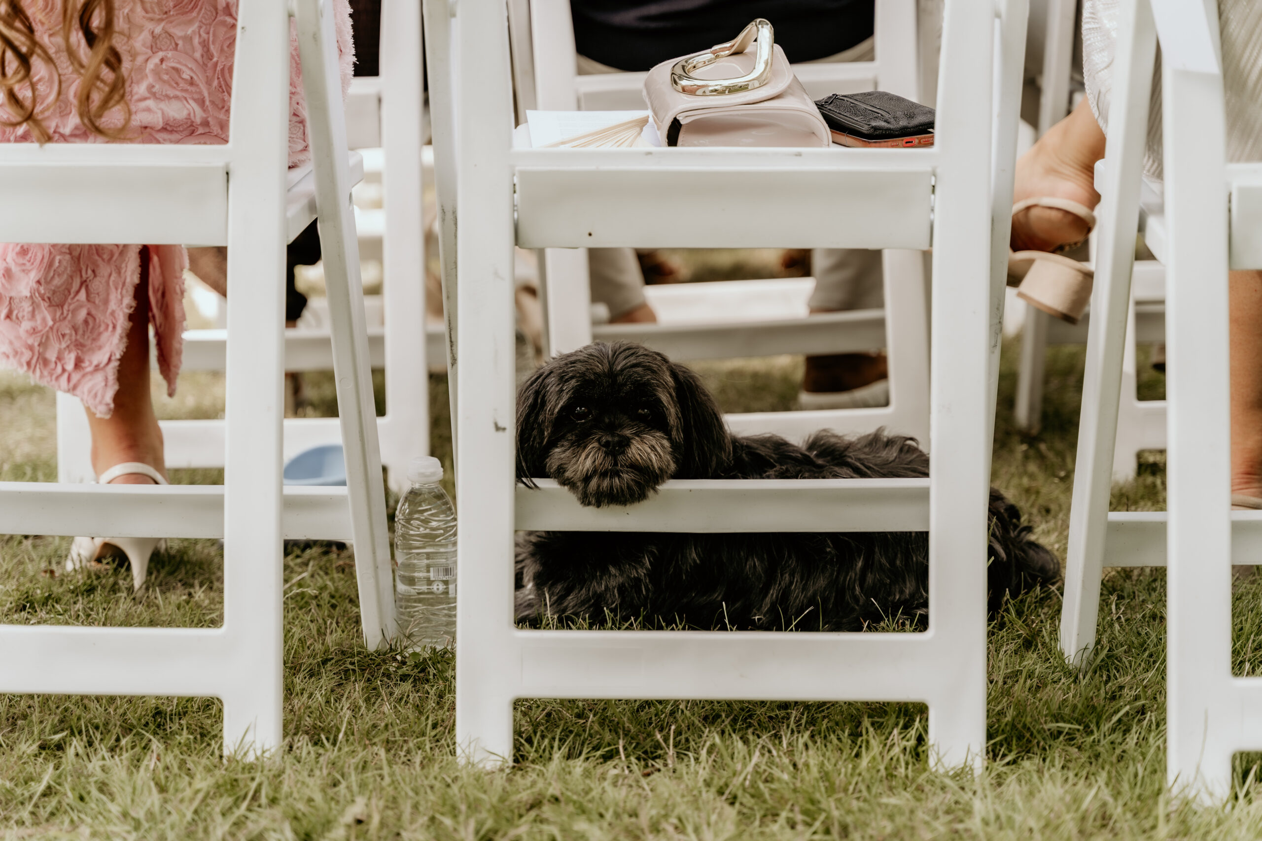 Hond van de bruid tijdens ceremonie van buiten bruiloft in het gras