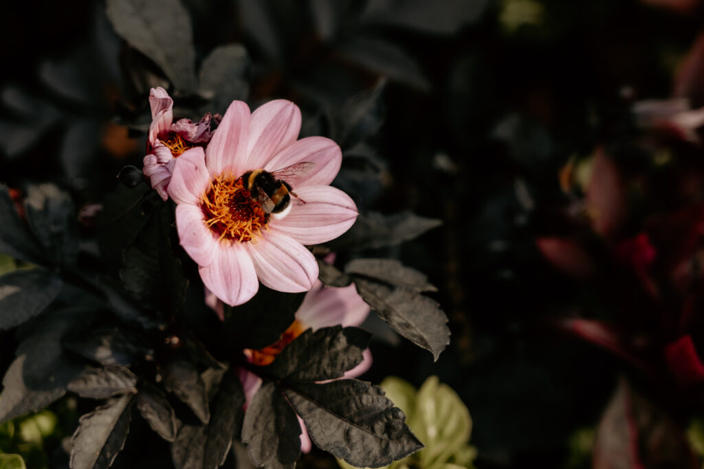 Mooie natuur met roze bloemen bij Landgoed Mattemburgh
